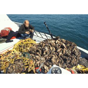 Mussel harvest on deck of Research Vessel Haik.
